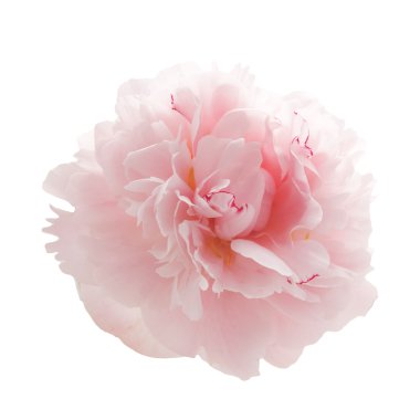 Güzel pembe şakayık çiçeği beyaz üzerine izole edilmiş