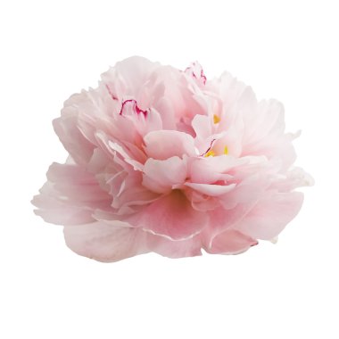 Güzel pembe şakayık çiçeği beyaz üzerine izole edilmiş