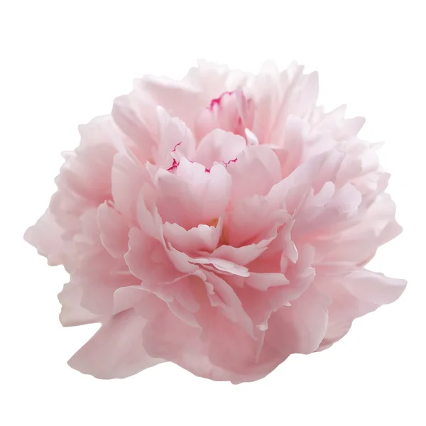 흰색으로 분리 된 아름다운 분홍빛 원추리 꽃 — 스톡 사진