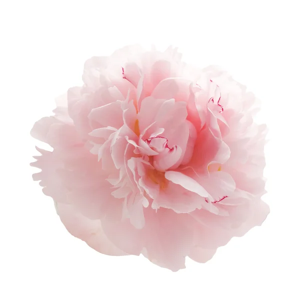 美丽的粉红牡丹花，白色隔离 — 图库照片