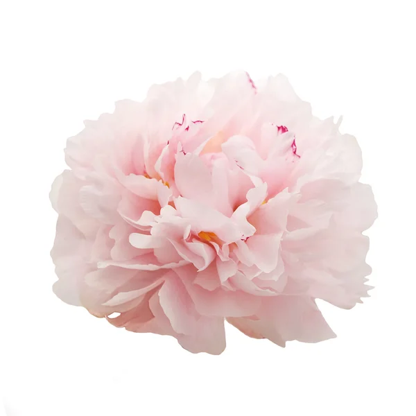 美丽的粉红牡丹花，白色隔离 — 图库照片