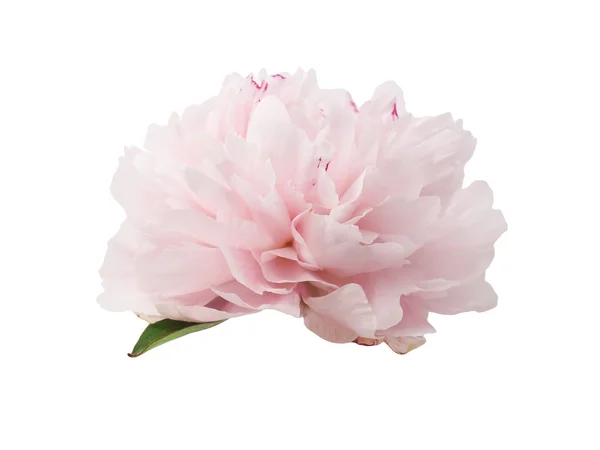 흰색으로 분리 된 아름다운 분홍빛 원추리 꽃 — 스톡 사진