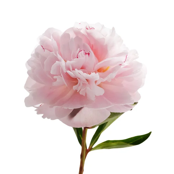 Light pink peony isolated on white — Stock Photo, Image