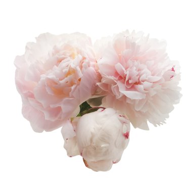 Beyaz arka planda pembe şakayık demeti