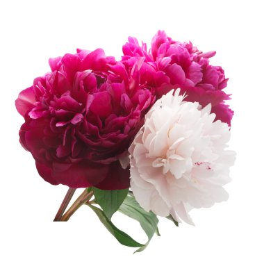 Pembe ve mor Şakayık grup beyaz arka plan üzerinde