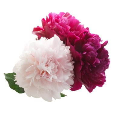 Pembe ve mor Şakayık grup beyaz arka plan üzerinde