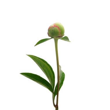 Peony flower bud isolated on white background clipart