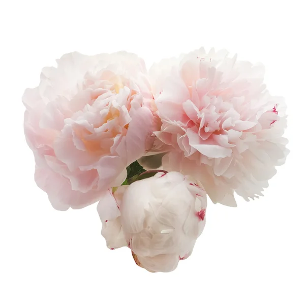 Bouquet di peonie rosa su sfondo bianco — Foto Stock