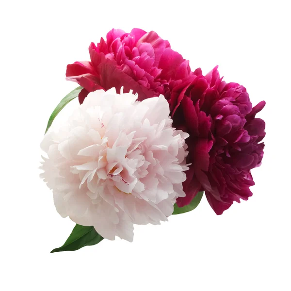Pünkösdi rózsaszín és lila Rózsa csokor fehér háttér — Stock Fotó