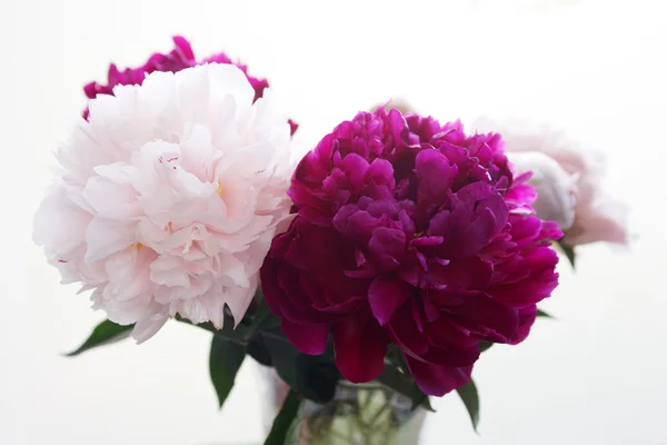 Букет свежих розовых и фиолетовых пионов — стоковое фото