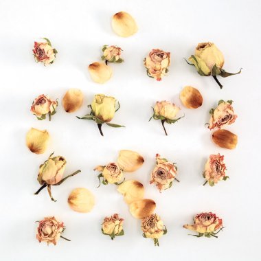 Kuru güller, beyaz arka plan yapraklarda düz yatıyordu görüntüsüyle. Üstten Görünüm
