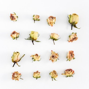 Kuru güller, beyaz arka plan yapraklarda düz yatıyordu görüntüsüyle. Üstten Görünüm