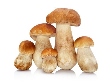 Beyaz arka planda izole edilmiş Boletus edulis mantarı.