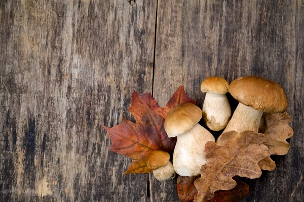 Boletus edulis, грибы на деревянном фоне . — стоковое фото