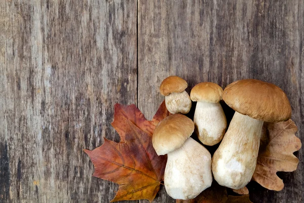 Boletus edulis, грибы на деревянном фоне . — стоковое фото