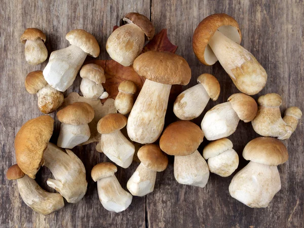 Mushroom Boletus over Wooden Background Royalty Free Stock Images