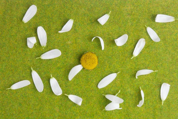 Liebe oder liebt mich nicht, gezupfte Gänseblümchen mit Blütenblättern — Stockfoto