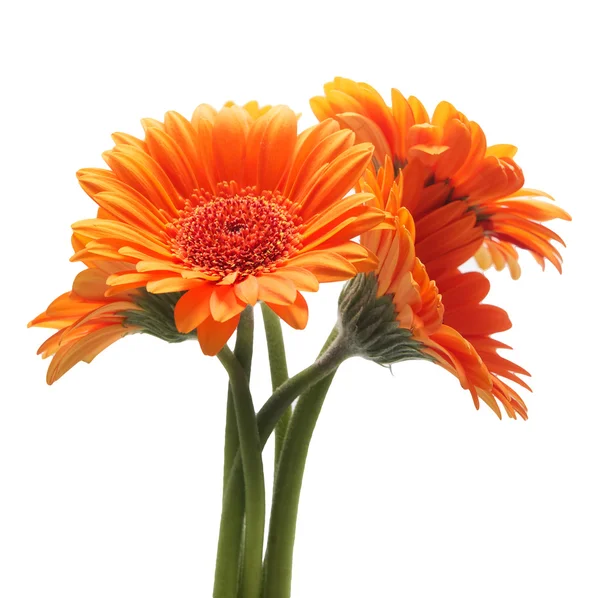 Beyaz arka plan üzerinde izole turuncu gerbera çiçekleri — Stok fotoğraf