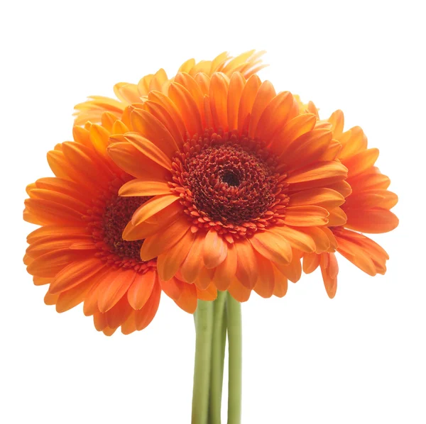 Beyaz arka plan üzerinde izole turuncu gerbera çiçekleri — Stok fotoğraf