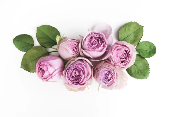 Purple roses on white background. Flat lay. Top view — Stock Photo, Image