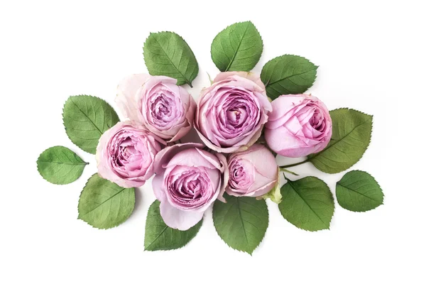 Purple roses on white background. Flat lay. Top view — Stock Photo, Image