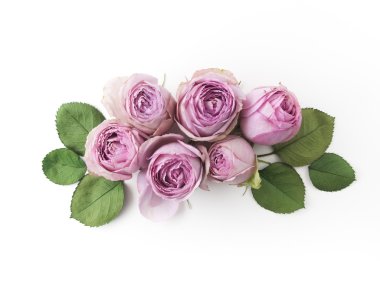 Mor gül beyaz arka plan üzerinde. Düz yatıyordu. Üstten Görünüm