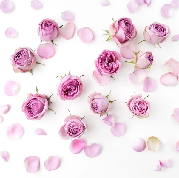 Розовые розы и лепестки разбросаны на белом фоне. Плоский, вид сверху — стоковое фото