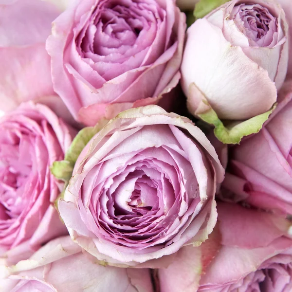 Pink roses background. Top view — Stock Photo, Image