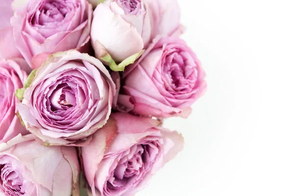 Pink roses on white background. Top view — Stock Photo, Image