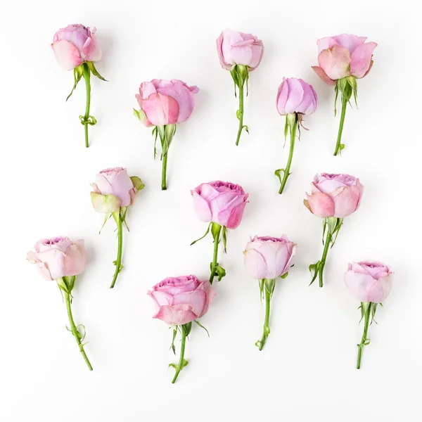 Rosas rosadas sobre fondo blanco. Vista aérea. Puesta plana —  Fotos de Stock