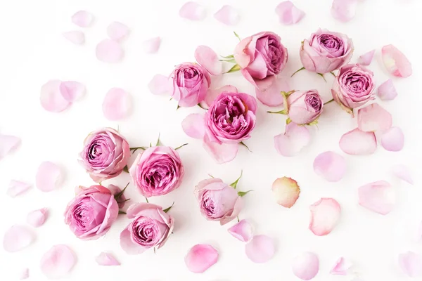 Rosas rosadas y pétalos esparcidos sobre fondo blanco. Colocación plana, vista aérea —  Fotos de Stock