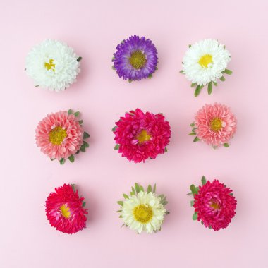 Renkli kasımpatı çiçekleri arka plan. Düz yatıyordu.