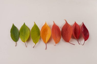 Sonbahar yaprakları gökkuşağı renk değişkenidir. Sonbahar mevsimi değişim konsepti.