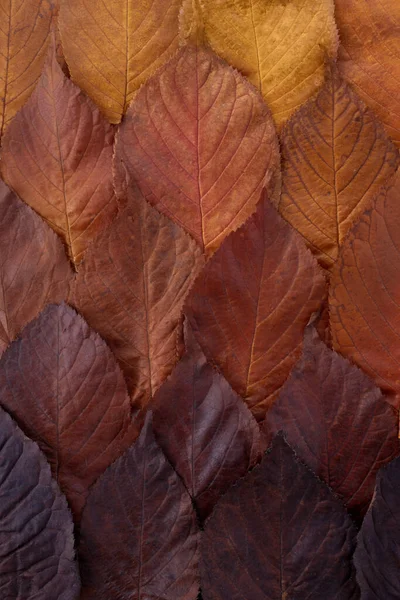 Autumn leaves gradient background. Top view. — Stock Photo, Image