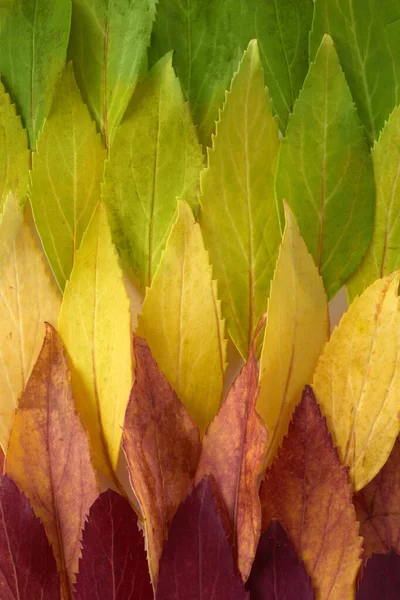 Autumn leaves rainbow color gradient. Autumn season change concept. — Stock Photo, Image