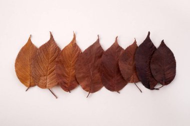 Sonbahar yaprakları eğimli arkaplan. Üst görünüm.