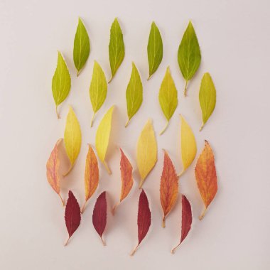 Sonbahar yaprakları gökkuşağı renk değişkenidir. Sonbahar mevsimi değişim konsepti.