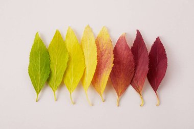 Sonbahar yaprakları gökkuşağı renk değişkenidir. Sonbahar mevsimi değişim konsepti.