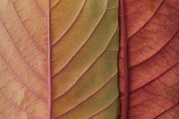 Autumn leaf macro, square shape frame. Flat lay — Stock Photo, Image