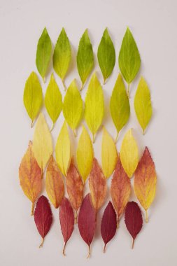 Sonbahar yaprakları gökkuşağı renk değişkenidir. Sonbahar mevsimi değişim konsepti.