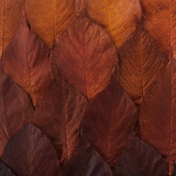 Autumn leaves gradient background. Top view. — Stock Photo, Image