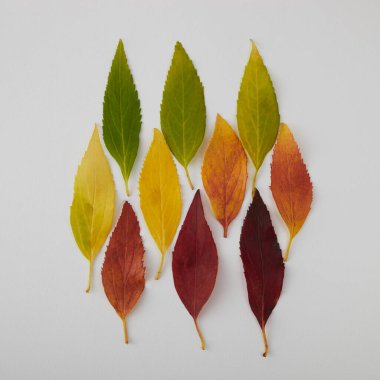 Sonbahar yaprakları gökkuşağı renk değişkenidir. Sonbahar mevsimi değişim konsepti.