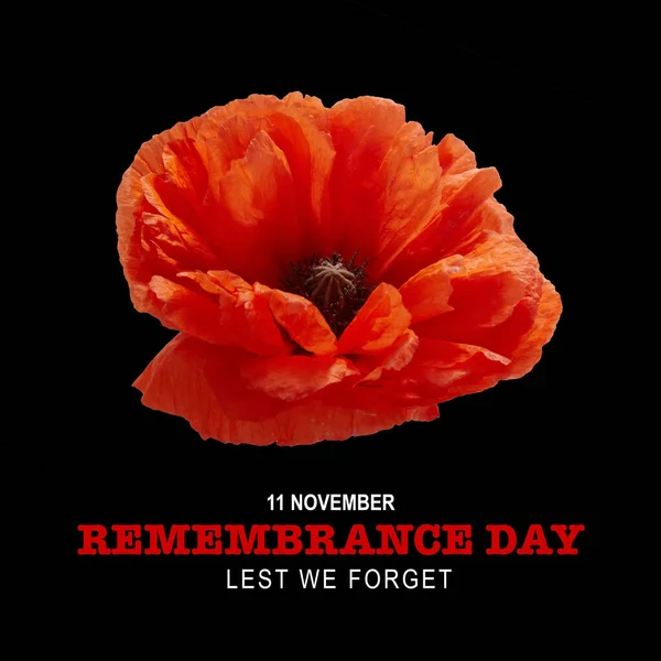Remembrance day banner. Poppy flower on black background. — Stock Photo, Image