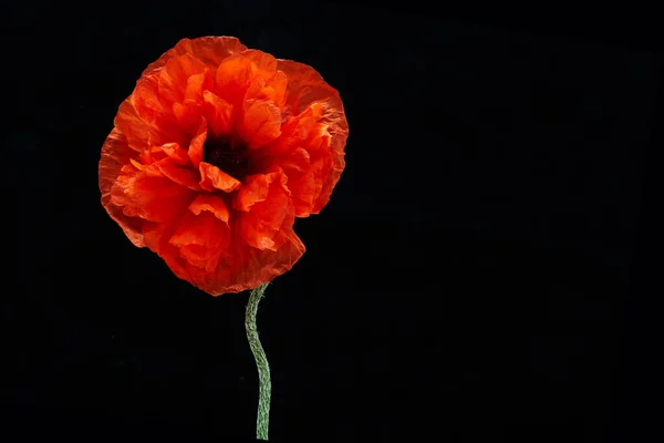 Remembrance day banner. Poppy flower on black background with free space for text. — Stock Photo, Image