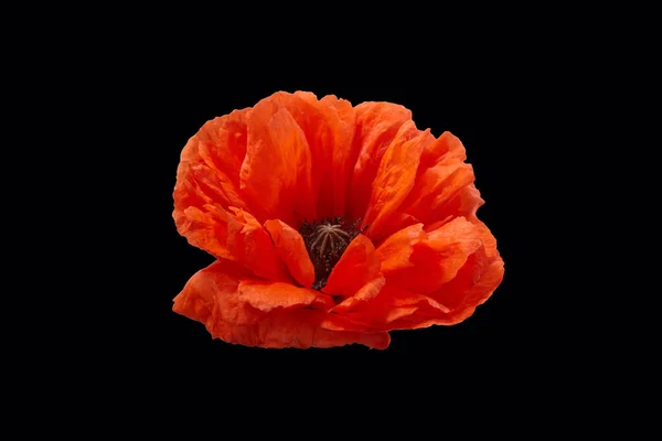 Poppy flower isolated on black background with free space for text. Remembrance day banner. — 스톡 사진