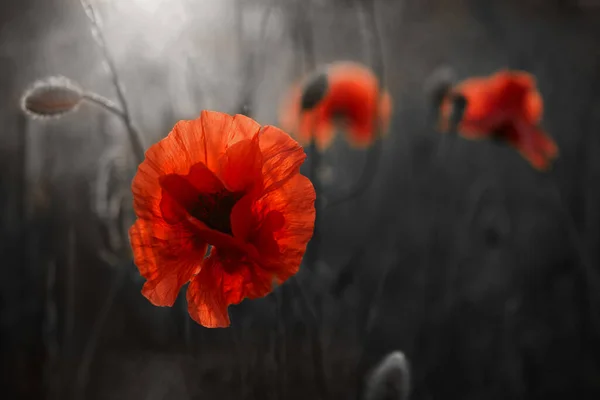 Rote Mohnblumen blühen Feld für Gedenktag. — Stockfoto