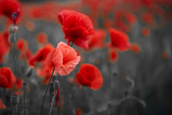 Campo de flores de amapolas rojas para el Día del Recuerdo. — Foto de Stock