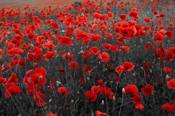 Red poppies flowers field for Remembrance day. — 스톡 사진