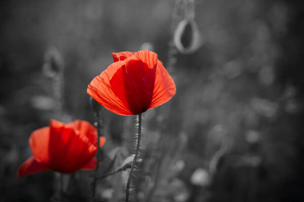 Red poppies flowers field for Remembrance day.