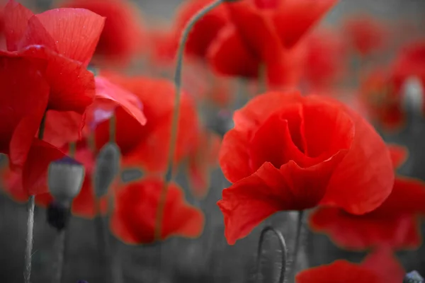 Röda vallmo blommor fält för minnesdagen. — Stockfoto